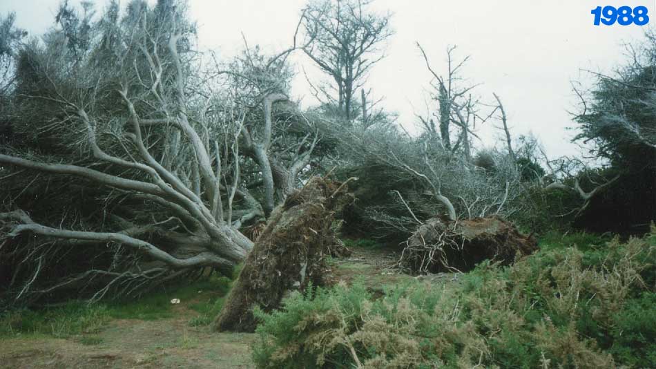 Garrison trees in 1988