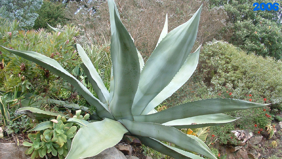 Spiky Plants in 2006
